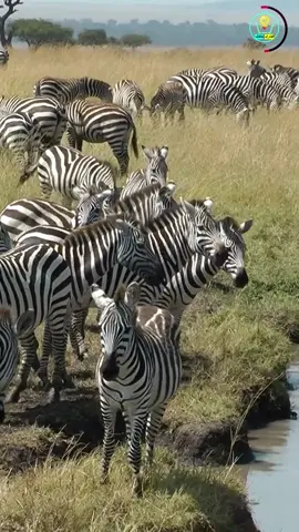 الحياة البرية: في قلب الصحراء هناك حيوان فريد يتحدى الصعاب| أسرار الحمار الوحشي