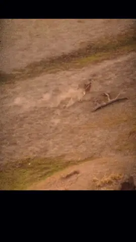 WILD DOGS' SMART HUNTING TECHNIQUES ON FULL DISPLAY Wild dogs are deadly when hunting in packs. They outsmart their prey and capture them with ease. A few lessons to be learned from the wild dogs are as follows#wildlife #wildanimals #animals #wilddog