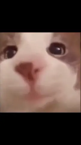кот целует камеру #фон #мем #исходник 
