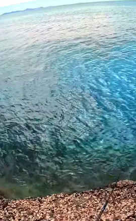 woww look so beautiful a fish. #fishvideos #sea #gofishing #bigfish #titkok #fishcontent #commercialfishing #fyp #fypシ #fishing #crazyfish #fishinglife #viral #omg 