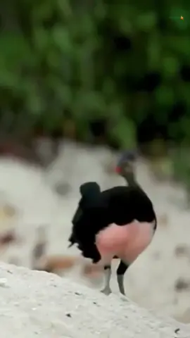 BURUNG MALEO