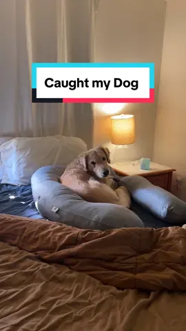 When the pregnancy pillow is that good, even the dog sleeps with it! #pregnancy #pregnacypillow #pregnacytiktok #bettersleep #sleep #funnydog #dogsoftiktok 