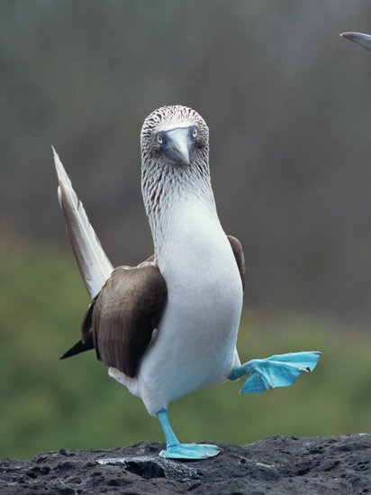 Chân Càng Xanh Càng Chứng Minh Sức Khỏe Tốt #dongvat #tiktok #xuhuong #thinhhanh #chimdien