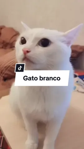 Gato branco #gatos #animais #gatostiktok #maedepet #paidepet 