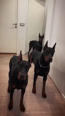 Follow (@thedobermanpage ) . . . 📸(@invictusdobermanhouse ) . . . . #thedobermanpage #dobiesofinstagram #dobie #dobielove #dobielife #dobiepride #dobiesofig #dobiepuppy #dobiemom #dobies #dobiemix #reddobie #dobiepinscher #dobiehighschool #dobielover #doberman #dobermanpinscher #dobermansofinstagram #dobermanpuppy #dobermanpride #dobermanlove #dobermann #dobermanpuppies #doberman_featured #dobermaninstagram #dobermanlovely #dobermanmix #dobermangang #doberman_insta #dobermanoftheday🐾🍂🍁🐾🍂🍁🐾🍂🍁