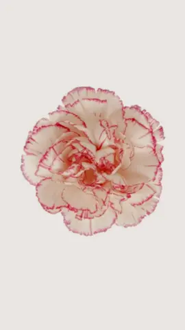 carnations my favourite flowers 🤍 #carnations #flowers #spring #aesthetic #pinterest #fyp #foryou #ypシ 