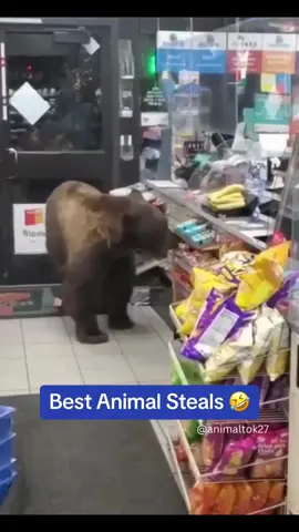 Cheeky but funny 😂 #animal #steal #stealing #animals #funnyanimals #funny #compilation 