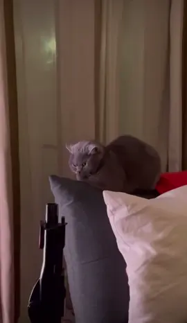 Deberia irme Michi #gatostiktok 