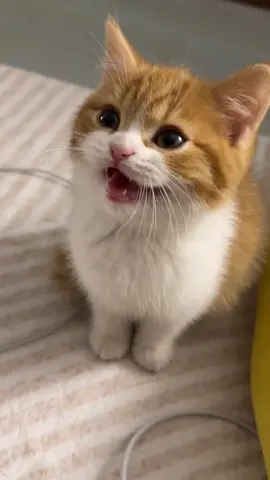 Meow without a sound.#cutecat #kitten #pets #fyp 