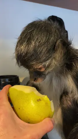 Amo las peras 🍐 one of my fave fruits  #spidermonkey #fypシ #viral #food #asmr #asmrsounds #fyp 