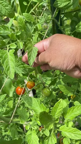 Mid of July 2023 #organic #organicvegetable #organicveggies #organicgarden #organicgardening #backyardgarden #backyardgardening #summergarden #summer2023 #calm #calmingsound #relax #relaxing #relaxingvideos #relaxingsounds #blessed #blessedbeyondmeasure 