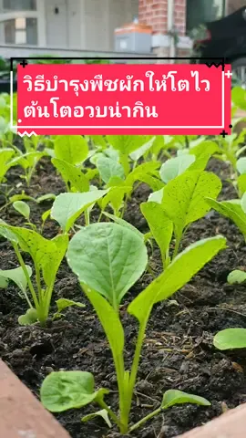 วิธีบำรุงพืชผักให้โตไว ต้นอวบบน่ากิน #ผักกวางตุ้ง #ผักสลัด #ปลูกผักกินเอง #ผัก #ผักปลอดสารพิษ #ผักออแกนิค #ผักสวนครัว #สวนผักหน้าบ้าน #สวนผักคนเมือง #tiktokcreatorsvn #longervideos #บ้านสวนแห่งศรัทธา #นายหัวกิจกับแม่หน่อย #แม่หน่อยผู้หญิงที่ชอบปลูกผัก #แม่หน่อยรีวิว #ตามใจหน่อย 
