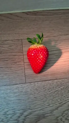 딸기 맛있다 🍓 딸기 겁나크다 ㅋㅋㅋ   추천 추천 추천 추천 추천 