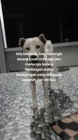 babayy Puliii,, akuuu syanggg puliii #dog #fyp #savesini 