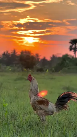 เหล่ากอไม่มีแต่แข้งดีแน่นอน. #เพชรบุรี #ขึ้นฟีด #ไก่พม่าแข้งคม 