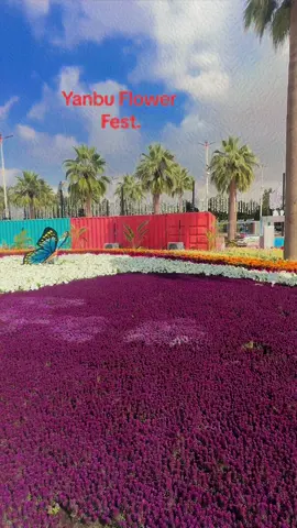 Habeebi come to Yanbu #flower #festival #2024 