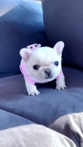 #frenchiesoftiktok #cutedog #dogsoftiktok 