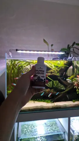 Humin liquid by @natureholic.official providing the fish with a very healthy environment 🔥🥰👑 always a good thing for your animals 🙌🏼 Cheers everyone 👑🍻 ___________________________________________ Do you enjoy my content? ⤵️ 👉🏼Follow @kingscapegenius 👑 👉🏼Follow @kingscapegenius 👑 ___________________________________________ Ignore: #aquascaping #aquarium #aquaristik #aquaristikhobby #aquascaping #fishtank #fishkeeper #aquariums #natureaquarium #freshwater #paulanerspezi #natureholic #garnelio #plantedaquarium #plantedtank #freshwateraquarium #natureaquarium #paulaner #huminstoffegehöreninjedesaquarium #Spezibro