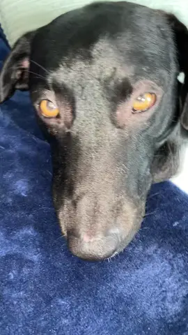 #fy #dog #fyp #trend #viral #animaux #animal #mignon 