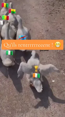 Réponse à @roi.armel  Qu'ils rentrrrrreeent ! 😉🏆🇨🇮 #cotedivoire  #can2023  #ivoirien  #afrique  @Roi ArmeL 