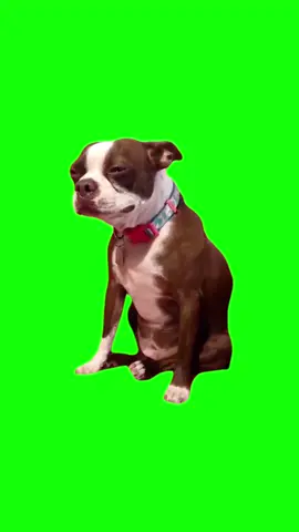 Green Screen Dog Crying Meme #greenscreen #greenscreenvideo #dogmeme #dogmemes 