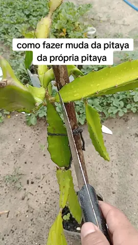 como fazer muda da pitaya da própria fruta 