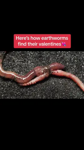 Happy #ValentinesDay day from your loamy-loving tube-shaped invertebrates! 🪱 💘 #worm #deeplook #EduTok 