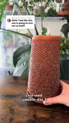 Replying to @jessiiirae the chia seeds are rooting! fingers crossed things continue to go smoothly with this chia seed @tevaplanter trial 🌱✨ 🏷️  #tevaplanter #chia #chiaseeds #plants #greefeed #plantsplantsplants #plantsofig #houseplants #plantproject 
