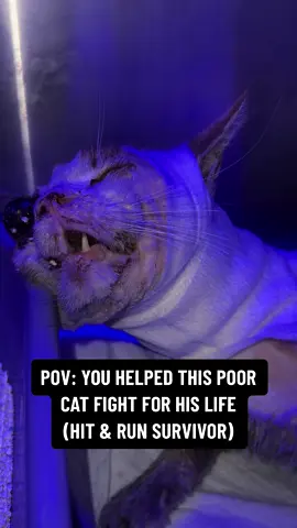 I don’t know what to say! I promised myself to be their voice, but how can I translate this pain? But most importantly do I even need to translate his agony? He can’t breath!  He can’t eat! He can’t drink!  A CAR DROVE ON HIS FACE 10 DAYS AGO!  YES 10 day MINIMUM ! Now it’s a fight between life & death!  He is very anemic, his face is fullyy infected! On top of that severely dehydrated  The bones in his are smashed ( his nose, mouth, Jaw, around his eye) On too of that he has a big wound on his leg maybe bite wound that is severally infected as well! NO we are not giving up! No matter what!  Now he has a feeding tube to feed him, and IV to keep him hydrated! He will have a CT scan tomorrow to be able to see the damages! Please keep on praying for him🙏🏻 Unfortunately his recovery will be veryyy expensive! No less than 1,500$. We need your financial support desperately ❤️ To donate towards his case, you can via the link in our bio, or reach out to guide you threw other ways to help him recover ❤️ PLEASE DONT REPORT AS GRAPHIC CONTENT, this post cant afford to be shadow banned🙏🏻 #cat #hitandrun #catsoftiktok #pov #fyp #trending #catlover #adoptdontshop #rescuecat 