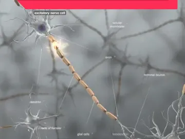 Electrical signals that form in neurons, that is, action potentials, spread along the axon towards the terminal bouton, where they are spread onto the neighbouring neurons via the synaptic clefts. Excitatory neurons increase the electrical activity of the neighbouring neurons and can generate an action potential in them. Inhibitory neurons, however, reduce the electrical activity of the neighbouring neurons and thereby prevent the formation of action potential in them. In most synapses, chemical substances known as neurotransmitters transmit signals between neurons. Therefore, these are called chemical synapses. In chemical synapses, when an action potential reaches the terminal bouton, synaptic vesicles release neurotransmitters into the synaptic cleft. The neurotransmitters diffuse through the synaptic cleft to the membrane of the receiving neuron, that is, to the postsynaptic membrane. Neurotransmitters attach to the ion channel receptors in the postsynaptic membrane. Their attachment opens up the ion channels in the membrane, allowing ions to flow through. The more neurotransmitters are released, the more ions flow through the ion channels. In excitatory chemical synapses, sodium ions flow through the postsynaptic membrane into the cell, while potassium ions flow out of the cell. The influx and effilux of ions increase the membrane potential compared to the resting potential; that is, they depolarise the membrane. If enough excitatory neurotransmitters are released to increase the membrane potential such that it reaches the threshold, an action potential is triggered. Inhibitory neurotransmitters cause an influx of chloride ions and an efflux of potassium ions in the postsynaptic membrane. The influx and efflux of ions cause the decrease of the membrane potential; that is, they prevent the membrane potential from reaching the threshold and thereby inhibit the formation of an action potential. This is called hyperpolarisation. In some cases, electrical synapses are found between neurons. In this case, the synaptic cleft is only 2-3 nanometres
