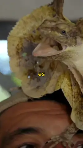 ¿Conocías el Clamidosaurio? 🦖🦎 #SabiasQue #datoscuriosos #curiosidades #animales #viral 