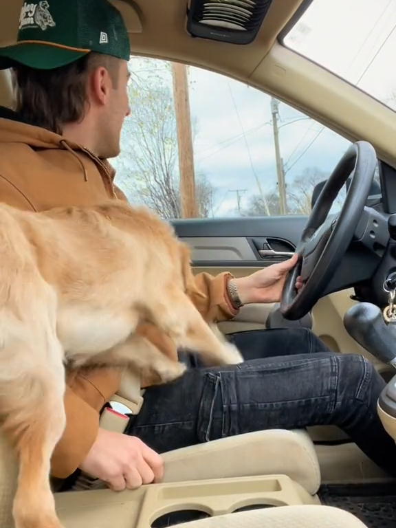 Clingy Golden Retriever puppy refuses to leave dad's lap while he's driving #BVIRAL @levi.s.b