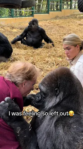 #foryourpage #foryou #foru #fyppppppppppppppppppppppp #foryoupage #fypage #fyp #gorilla #viral 