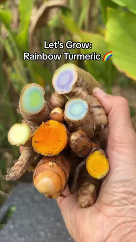 We are growing 7 turmeric varieties on our small farm in South Florida, and they’re ready to harvest 😍 Did you know there are approximately 133 different species of turmeric growing worldwide? 🌱 Rainbow Turmeric Box 🌈 is available at miamifruit.org while supplies last 📦  #turmeric #rainbowturmeric #redturmeric #orangeturmeric #yellowturmeric #greenturmeric #whiteturmeric #blackturmeric #blueturmeric 