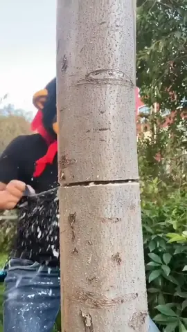 Oddly satisfying tree cutting 🌴 #satisfying #oddlysatisfying #trees #fyp 