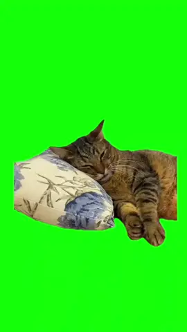 Cat Wakes Up of Alarm Green Screen | Tags: #catmeme #fyp #xyzbca