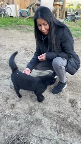 Cats are sweet and very nice🐱 #catslover #blackcats #catsoftiktok 