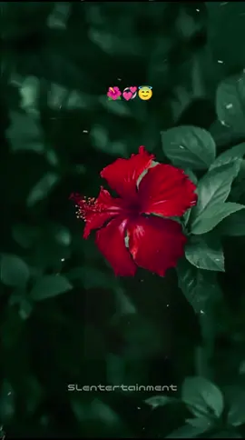 செம்பருத்தி பூவைப்போல பெண்னொருத்தி...#tamilsongs #90skids #lyricsvideo #whatsappstatus #vairalvideotiktok #trendingsong 