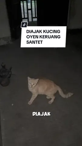 di ajak kucing oyen keruangan kayak gini ditempat terbengkalai #Vlog #horor #horror #horrortok 