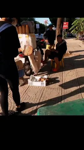 Rescued a dog from a cruel owner who had duct tape around his mouth and couldn't eat or drink #animals #animal_aid_ #animalrescue #animalht #animal_ #animalhospital #animalrecue #animal 