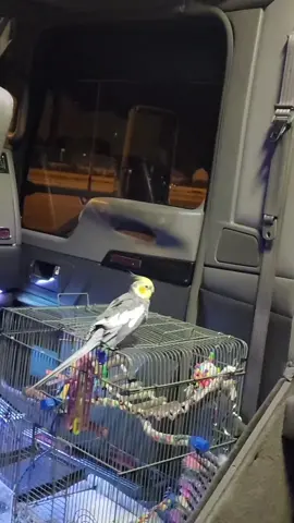 #bird 