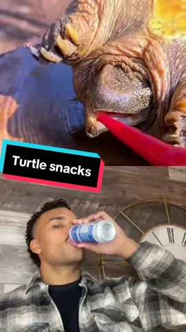 I don’t think anyone else expected this. However, can someone please tell me where can I try some of this spicy turtle? I want to do a Mukbang video. #mrpopalot 