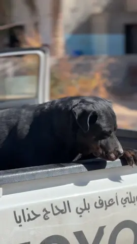 #DogTraining #🇦🇷 #dogargentino #pyf #duet #pyfツ #rottweiler #malinois #kameldhm #كلاب #مالينوا #alg_wassim #العاصمة #المغرب🇲🇦تونس🇹🇳الجزائر🇩🇿 #لنا_الله #toyota #hulix #biskra🔥🌴 #صحراء_الجزائر #وادي_سوف #صحراء_ليبيا #لا_اله_الا_الله 