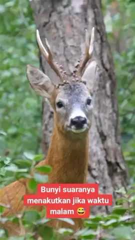 Bunyi suaranya menakutkan jika dengar waktu malam padahal ia hanya seekor rusa 😅 #Deer #Rusa #Animals #Jungle #Forest #Fyp 