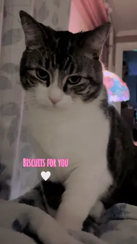 #catsoftiktok #cats #catlover #familythings #cattok 