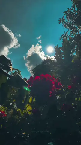 Welcome to the beautiful and charming sunny blue sky with blooming flowers.🌤☘️🌺💐🥀🦋🌿✨🥰 #สปีดสโลว์ #สโลว์สมูท #fyp #trending #fyppppppppppppppppppppppp #fypシ #aestheticvibes #karachiboy #lovely #bluesky #sunnydays #beautifuldaytotiktok #pakistan #india #aestheticview #4kvideoquality @Khaani @TikTokCreators_ID 