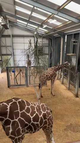 Day out at #whipsnadezoo2024 #ukdaysout #giraffe #elephant #hippopotamus #flamingo 