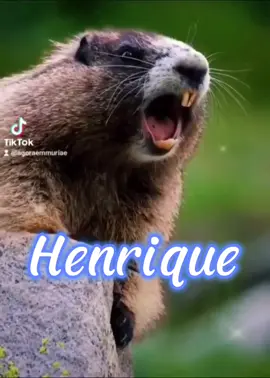 Marmota chamando 🤗 #marmotachamando #marmotagritando #marmota #chamando #gritando #nomes #henrique #agoraemmuriae 
