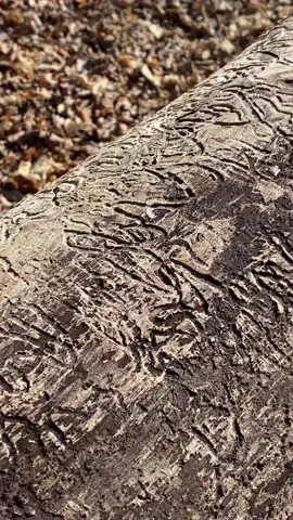 Looking and talking about Ash, and the Emerald Ash Borer. Courtesy of a mesic northern hardwoods forest #plants #trees #treetok #botany #nature #Hiking #backpacking #gardening #insects #bugs #ecology #ecologytok #nativeplanttok #nativeplants 