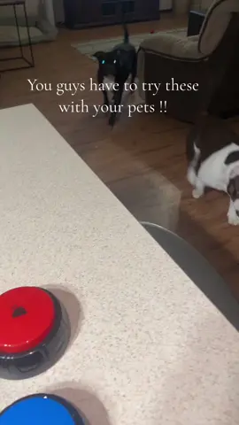 These are so fun with my dogs ! Try it for yourself ! #baby #cute #dogs #dogsoftiktok #doggy #pets #pet #toys #buttons 
